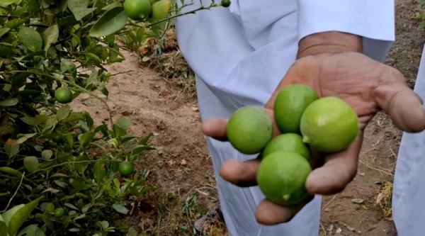 80 منتجا تحويليا ونصف مليون زائر متوقع لمعرض اللومي بالأحساء