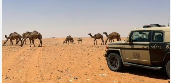 ضبط مواطن بارتكاب مخالفة رعي في محمية الملك عبدالعزيز الملكية