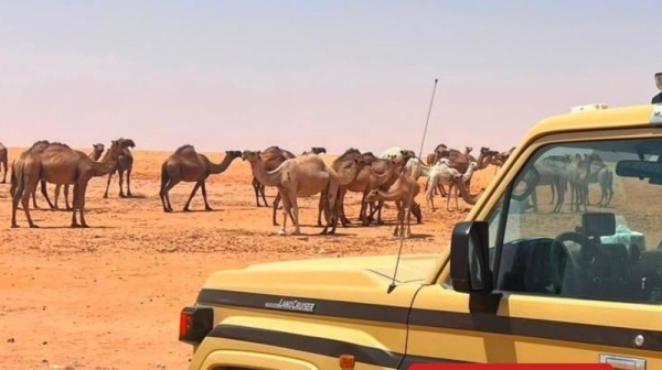 ضبط مواطن لارتكاب مخالفة رعي في محمية الإمام تركي بن عبدالله الملكية