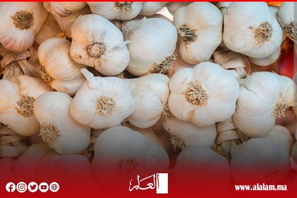 المكتب التنفيذي لفدرالية منتجي الثوم بالمغرب تنوه بقرار وزارتي الفلاحة والصناعة والتجارة