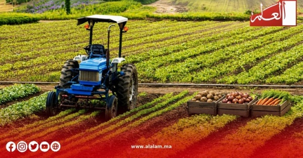 بعد سنوات الجفاف زراعة الخضروات تنتعش بجهة الدار البيضاء سطات وتتجاوز البرنامج المسطر