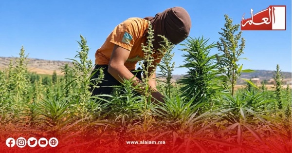 من الحقول إلى الأسواق الدولية أنراك تؤه ل فلاحي القنب المقنن من الحقول إلى الأسواق الدولية أنراك تؤه ل فلاحي القنب المقنن