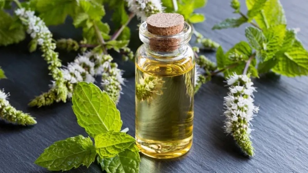 دراسة تكشف تأثيرا مفاجئا لزيت النعناع على ضغط الدم