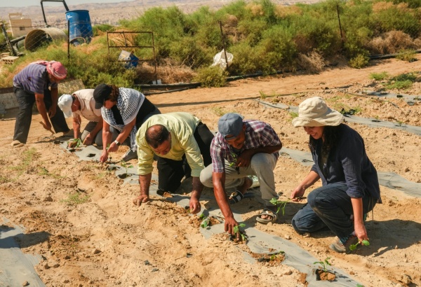 في مواجهة الاستملاك أشجار جديدة ت زرع دفاع ا عن أراضي غور الصافي وتجريف ضخم للأراضي يصدم المشاركين