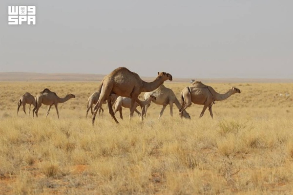 انتعاش الغطاء الشجري في المملكة يعيد التوازن للطبيعة انتعاش الغطاء الشجري في المملكة يعيد التوازن للطبيعة