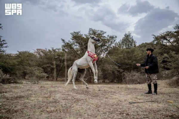 الخيل العربية الأصيلة تثري تجربة زوار غابة رغدان الخيل العربية الأصيلة تثري تجربة زوار غابة رغدان