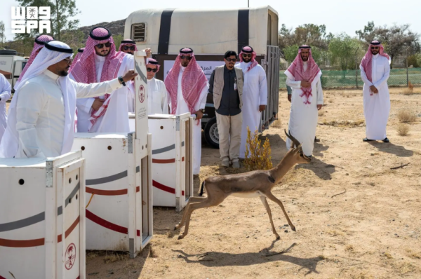 م حافظ الطائف يطلق كائنات فطرية لتعزيز التنوع الأحيائي بمتنزه سيسد الوطني