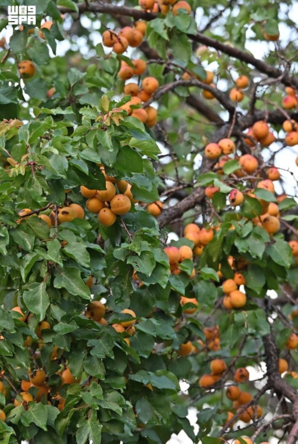 برقوق عسير