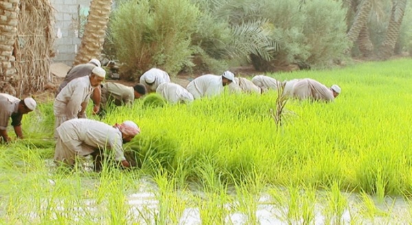 عدسات توثق عطاء الأحساء عدسات توثق عطاء الأحساء