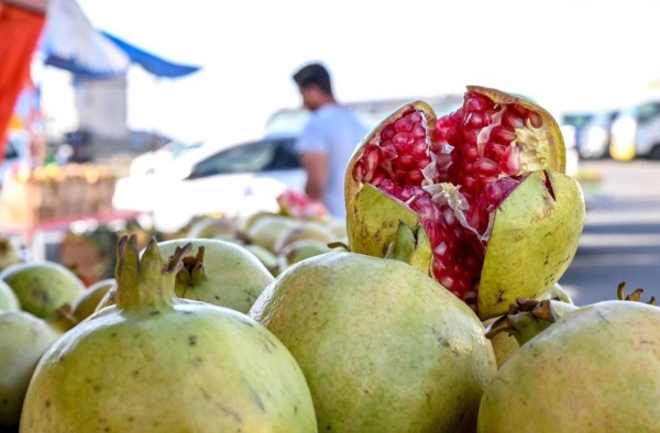 القلب الأسود والحفار يهاجمان حبات الرمان القلب الأسود والحفار يهاجمان حبات الرمان