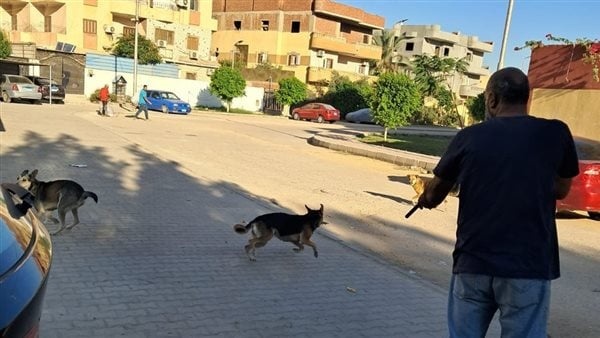 حملة لتحصين الكلاب الضالة ضمن خطة الوقاية من السعار بالعاشر حملة لتحصين الكلاب الضالة ضمن خطة الوقاية من السعار بالعاشر