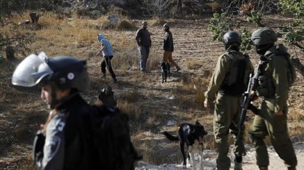 استشهاد فلسطيني خلال هجوم للمستوطنين على قاطفي الزيتون شرق طولكرم استشهاد فلسطيني خلال هجوم للمستوطنين على قاطفي الزيتون شرق طولكرم