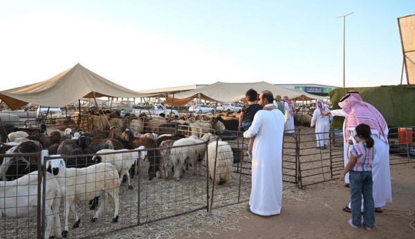 استيراد الأفراد ينعش سوق المواشي