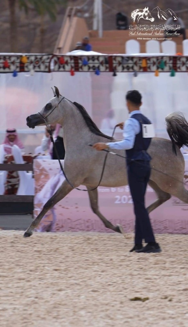 حائل تستضيف جمال الخيل العربية حائل تستضيف جمال الخيل العربية