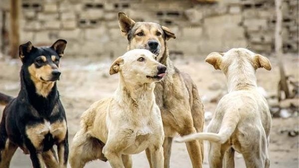 هدير رائف نحتاج خطة للسيطرة على الكلاب الضالة دون الإخلال بالتوازن البيئي هدير رائف نحتاج خطة للسيطرة على الكلاب الضالة دون الإخلال بالتوازن البيئي