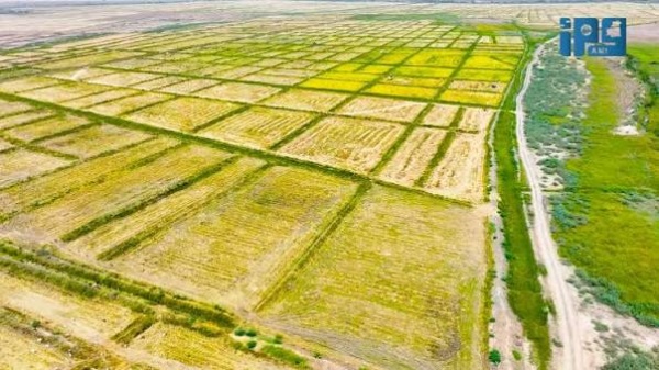 الأمطار تعرقل حصاد الأرز في مقاطعتي انتيكان واركيز الأمطار تعرقل حصاد الأرز في مقاطعتي انتيكان واركيز