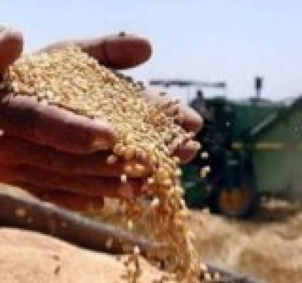 العراق يعلن الاكتفاء الذاتي من بذور الحنطة وتوزيعها عبر منصة أور العراق يعلن الاكتفاء الذاتي من بذور الحنطة وتوزيعها عبر منصة أور