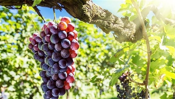 الزراعة تصدر نشرة بالتوصيات الفنية لمزارعي العنب والموز خلال شهر يونيو الزراعة تصدر نشرة بالتوصيات الفنية لمزارعي العنب والموز خلال شهر يونيو