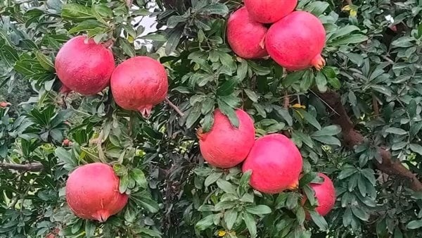 الزراعة تصدر نشرة بالتوصيات الفنية لمزارعي الرمان خلال شهري اغسطس الزراعة تصدر نشرة بالتوصيات الفنية لمزارعي الرمان خلال شهري اغسطس