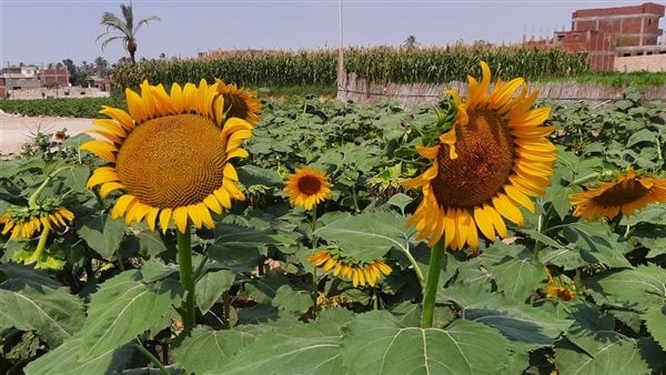 الزراعة تصدر نشرة بالتوصيات الفنية لمزارعي محصول زهرة الشمس خلال شهر اغسطس الزراعة تصدر نشرة بالتوصيات الفنية لمزارعي محصول زهرة الشمس خلال شهر اغسطس