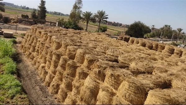 الزراعة محصول الأرز مبشر ومن المتوقع أن تصل إنتاجية الفدان لـ4 أطنان الزراعة محصول الأرز مبشر ومن المتوقع أن تصل إنتاجية الفدان لـ4 أطنان