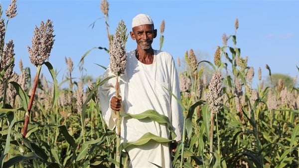 البحوث للمحاصيل الحقلية مصر في صدارة دول العالم من حيث إنتاجية وحدة المساحة من الأرز البحوث للمحاصيل الحقلية مصر في صدارة دول العالم من حيث إنتاجية وحدة المساحة من الأرز