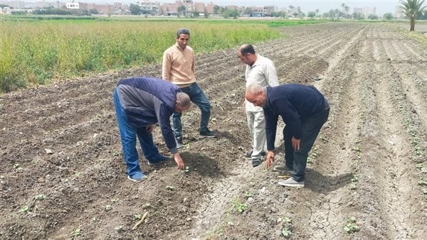 الزراعة 4 ملايين فدان جديدة ضمن خطة التوسع الزراعي ومضاعفة الرقعة المنتجة