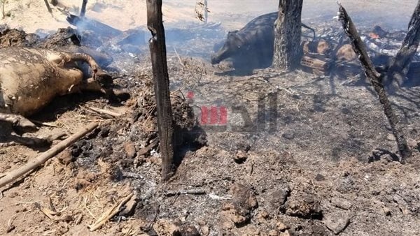 حريق يلتهم حظيرة مواش بقرية دراجيل في المنوفية ونفوق 4 رؤوس ماشية حريق يلتهم حظيرة مواش بقرية دراجيل في المنوفية ونفوق 4 رؤوس ماشية