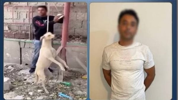 كشف تفاصيل فيديو التعدي على كلب ضال وربطه بأحد أعمدة الإنارة