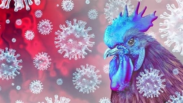 إنفلونزا الطيور h5 في أستراليا من جديد تحديات الرصد والسيناريوهات المحتملة للفيروس