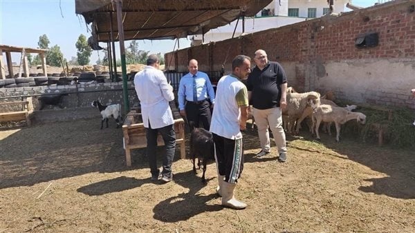 محافظ الدقهلية تحصين 252 ألف رأس ماشية ضد الحمى القلاعية وحمى الوادي المتصدع