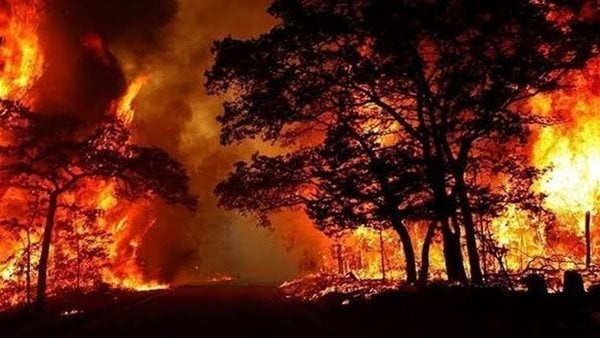 عاجل اندلاع حرائق الغابات فى أجزاء من السويد بسبب الطقس الجاف عاجل اندلاع حرائق الغابات فى أجزاء من السويد بسبب الطقس الجاف