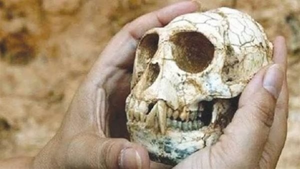 شروق الأشقر اكتشاف حفريات القردة العليا بمصر ضمن لنا النشر في مجلة science