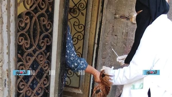 خلال شهر يوليو تحصين 153 ألف ا و150 طائر ا ضد الأمراض بكفر الشيخ