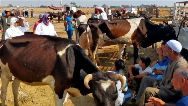 تكثيف أعمال التقصي الوبائي لحماية الثروة الحيوانية والداجنة بالقليوبية والبحيرة