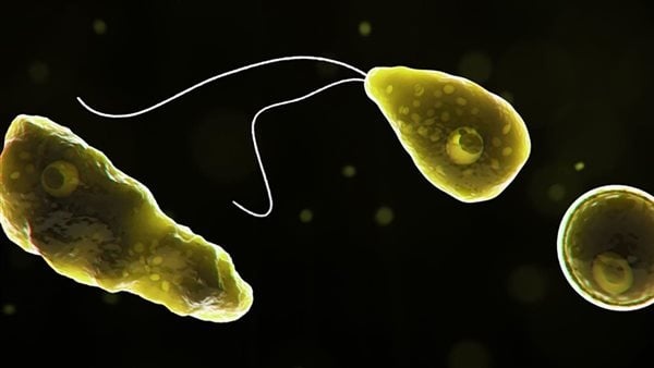 أميبا نادرة آكلة للدماغ تتسبب في وفاة طفلة أمريكية بعد السباحة في بحيرة