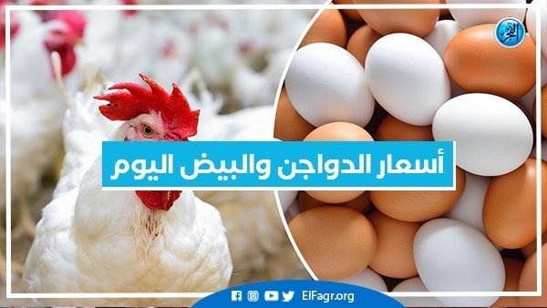 أسعار الفراخ في بورصة الدواجن اليوم الجمعة 25 11 2022 وتراجع في سعر البيض