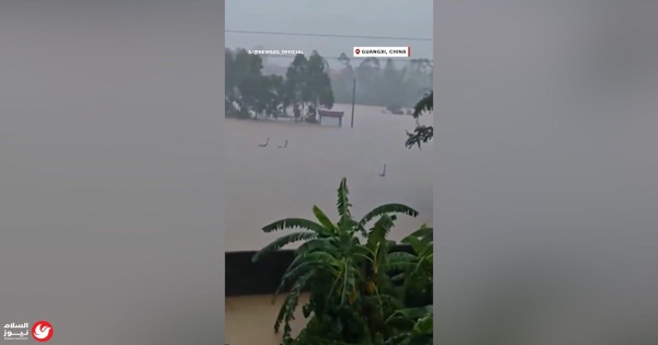 هروب جماعي لأكثر من 800 ثعبان بينها كوبرا سامة إثر فيضانات الصين هروب جماعي لأكثر من 800 ثعبان بينها كوبرا سامة إثر فيضانات الصين