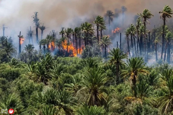 جهود مغربية مكثفة للسيطرة على حريق واحات أوفوس وسط موجة حر قياسية جهود مغربية مكثفة للسيطرة على حريق واحات أوفوس وسط موجة حر قياسية