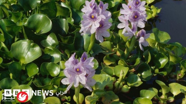 زهرة النيل الجمال الذي يغتال موارد العراق المائية زهرة النيل الجمال الذي يغتال موارد العراق المائية