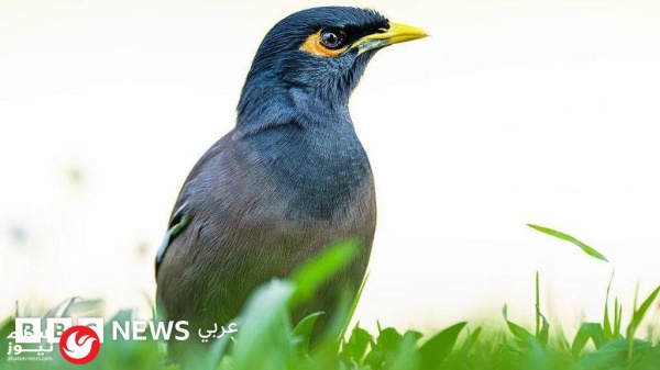 غزو صامت يهدد التنوع البيولوجي والأمن الغذائي المحلي طائر المينا الهندي الرومانسية الزائفة التي تخفي خلفها كابوسا بيئيا وزراعيا