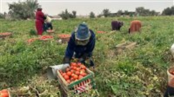 الأغذية العالمي مصر مؤهلة لتصبح مركز ا إقليمي ا للأمن الغذائي بالمنطقة العربية
