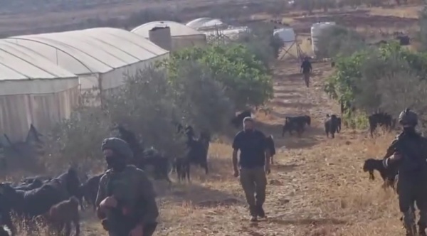 بالفيديو مستوطنون يقتحمون أراضي زراعية في المغير ويفرضون رعي أغنامهم داخل الدفيئات بالفيديو مستوطنون يقتحمون أراضي زراعية في المغير ويفرضون رعي أغنامهم داخل الدفيئات