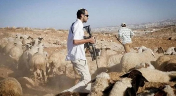 مستوطنون يهاجمون فلسطينيين ومنازلهم ويسرقون ماشية في الضفة الغربية مستوطنون يهاجمون فلسطينيين ومنازلهم ويسرقون ماشية في الضفة الغربية