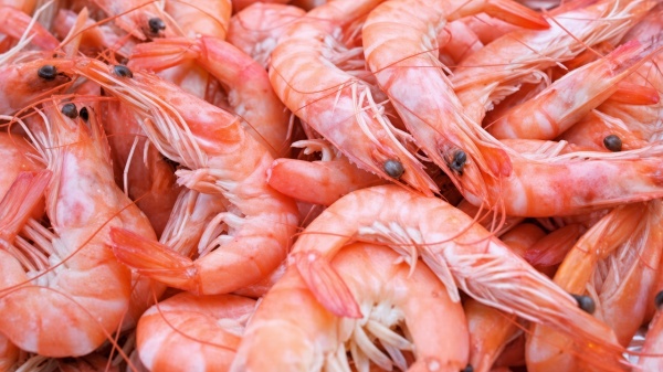 إيطاليا تدعو مور ديها إلى تعليق شراء الcrevettes التونسية إلى نهاية سنة 2026 إيطاليا تدعو مور ديها إلى تعليق شراء الcrevettes التونسية إلى نهاية سنة 2026