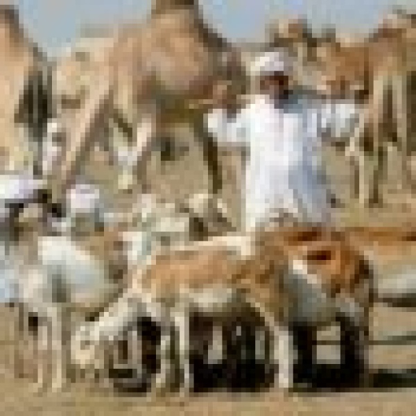 الفاو بلجيكا دعمت 56 ألف أسرة من الرعاة في السودان