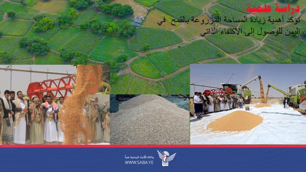 دراسة علمية تؤكد أهمية زيادة المساحة المزروعة بالقمح في اليمن للوصول إلى الاكتفاء الذاتي دراسة علمية تؤكد أهمية زيادة المساحة المزروعة بالقمح في اليمن للوصول إلى الاكتفاء الذاتي