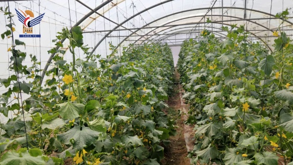 صنعاء نجاح تجربة رائدة لزراعة الخيار العضوي الخالي من المبيدات صنعاء نجاح تجربة رائدة لزراعة الخيار العضوي الخالي من المبيدات