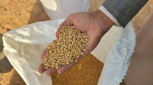 روما الفاو تتوقع استيراد اليمن 5 2 مليون طن من الحبوب هذا العام روما الفاو تتوقع استيراد اليمن 5 2 مليون طن من الحبوب هذا العام
