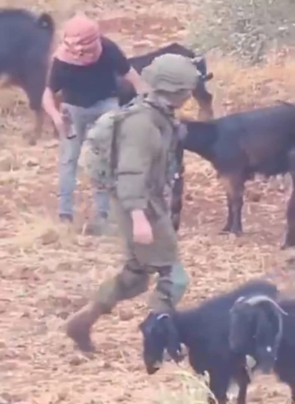 ألبانيز الإرهاب بات واقعا يوميا في فلسطين وسط تقاعس سياسي عن وقف اعتداءات المستوطنين ألبانيز الإرهاب بات واقعا يوميا في فلسطين وسط تقاعس سياسي عن وقف اعتداءات المستوطنين